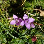 Gentianella campestris - Foto R. Amelotti